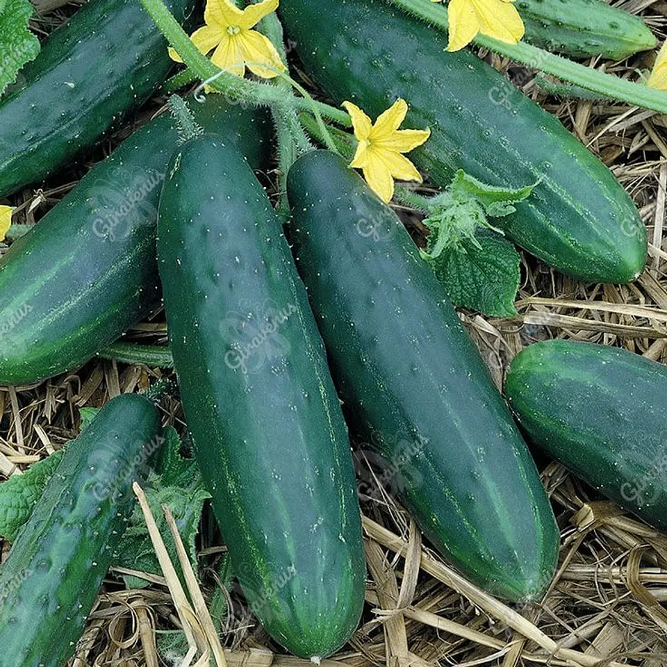 Semillas de Pepino Marketmore 1