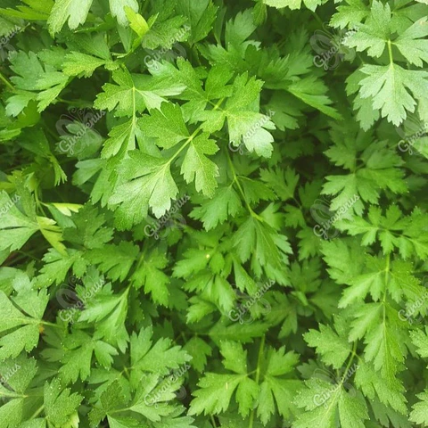 Semillas de Perejil Liso