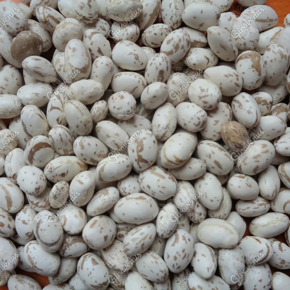 Semillas de Poroto Coscorrón  1