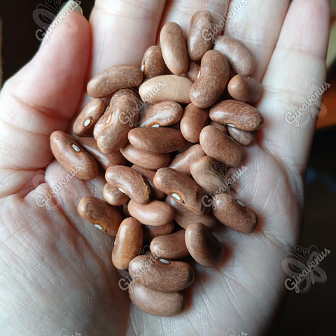 Semillas de Poroto Venus 