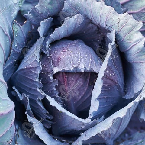 Semillas de Repollo Morado 