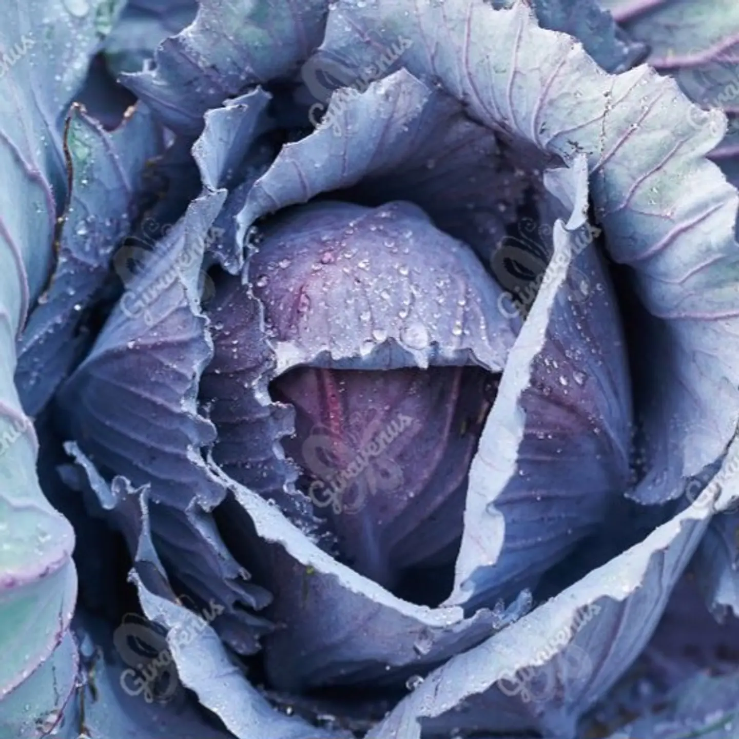 Semillas de Repollo Morado  1