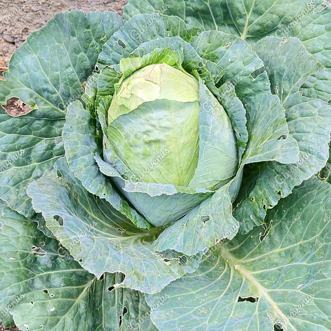 Semillas de Repollo Corazón de Buey 