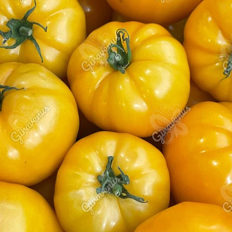 Semillas de Tomate Amarillo 