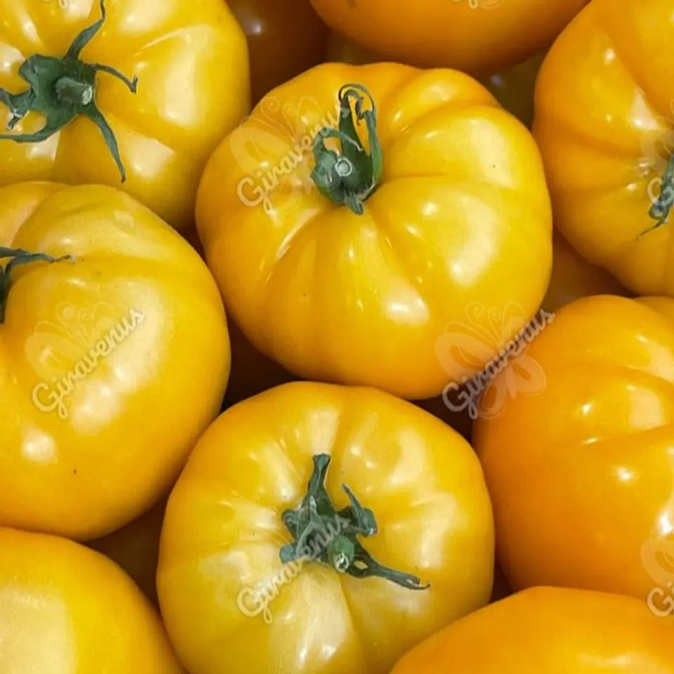 Semillas de Tomate Amarillo  1