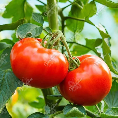 Semillas de Tomate Ace