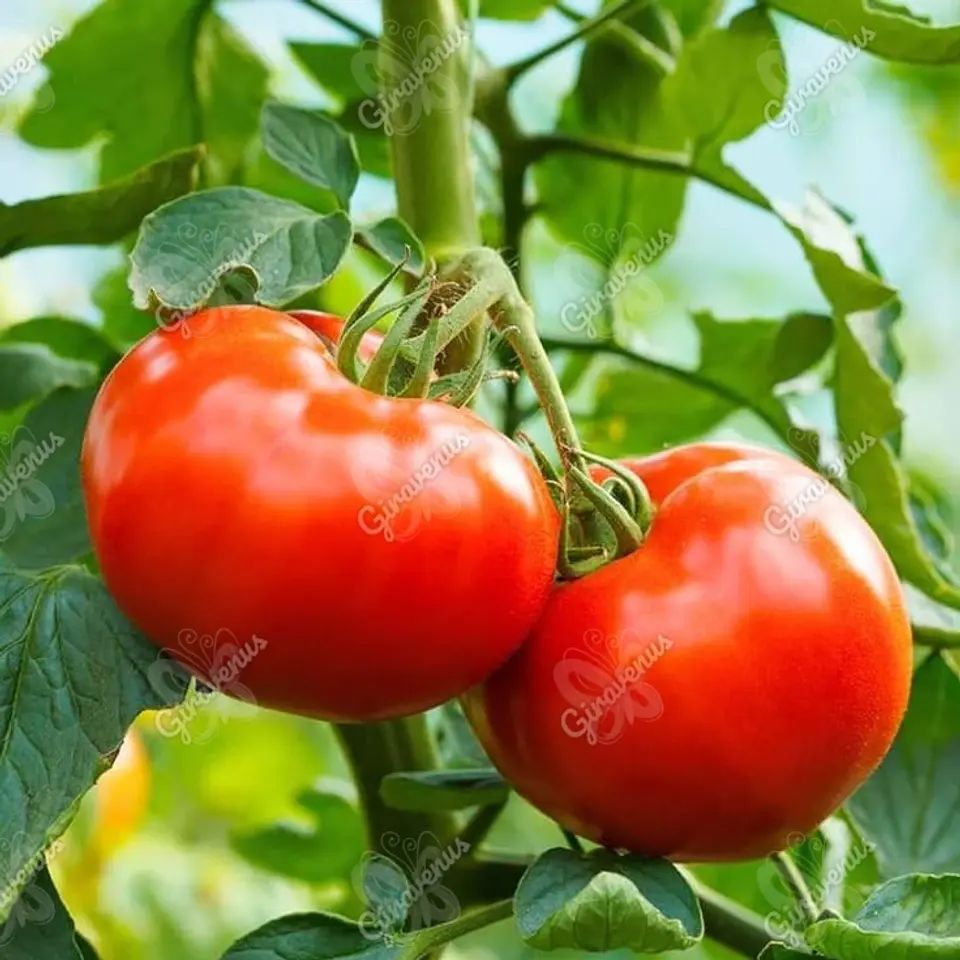 Semillas de Tomate Ace 1