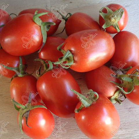Semillas de Tomate Pera Rojo
