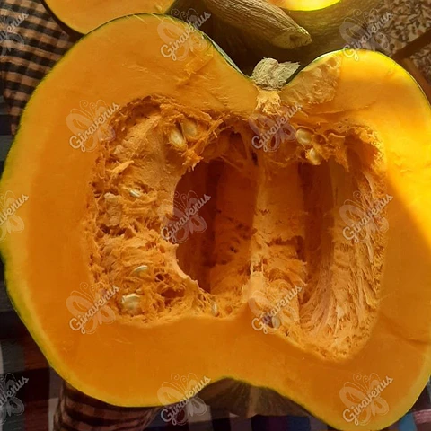 Semillas de Zapallo Camote 