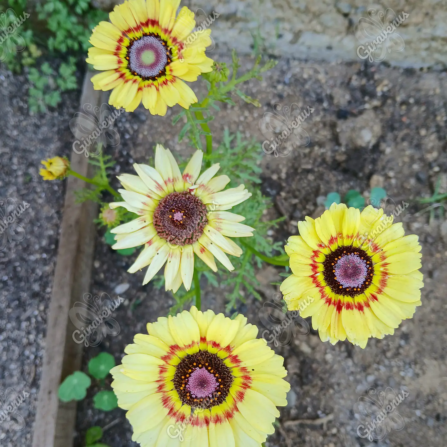 Semillas de Ismelia - Semillas Agroecológicas  2