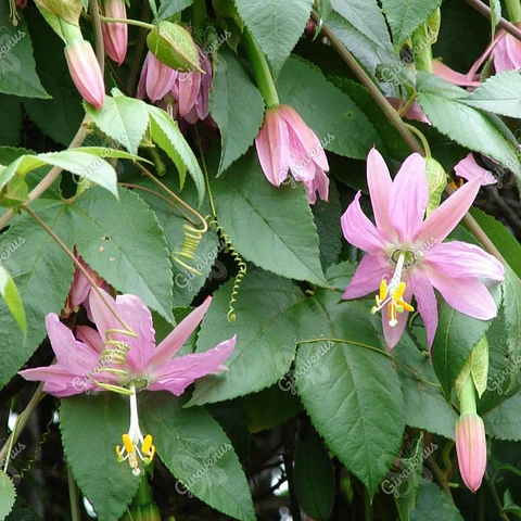 Semillas de Passiflora Curuba - Semillas Agroecológicas