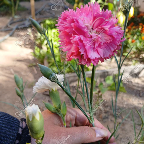 Semillas de Clavel Colores Variados - Semillas Agroecológicas