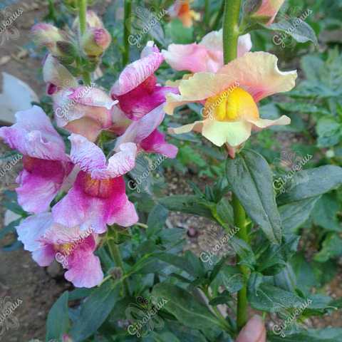 Semillas de Snapdragon Colores Variados - Semillas Agroecológicas