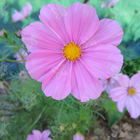 Semillas de Cosmos - Semillas Agroecológicas