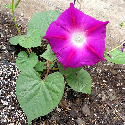 Semillas de Suspiro Fucsia - Semillas Agroecológicas