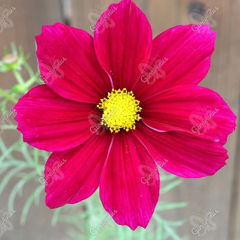 Semillas de Cosmos Velouette - Semillas Agroecológicas