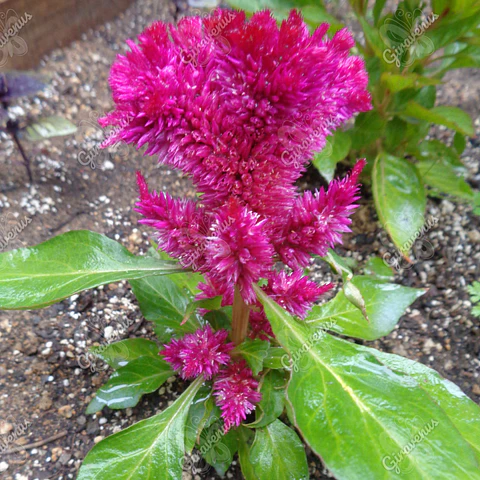 Semillas de Celosia Plumosa - Semillas Agroecológicas