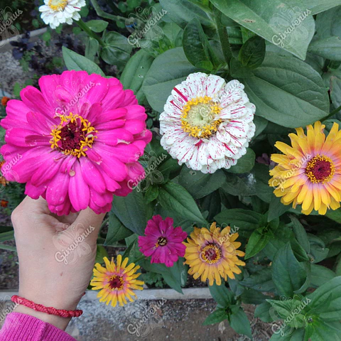 Semillas de Zinnia Colores Variados - Semillas Agroecológicas