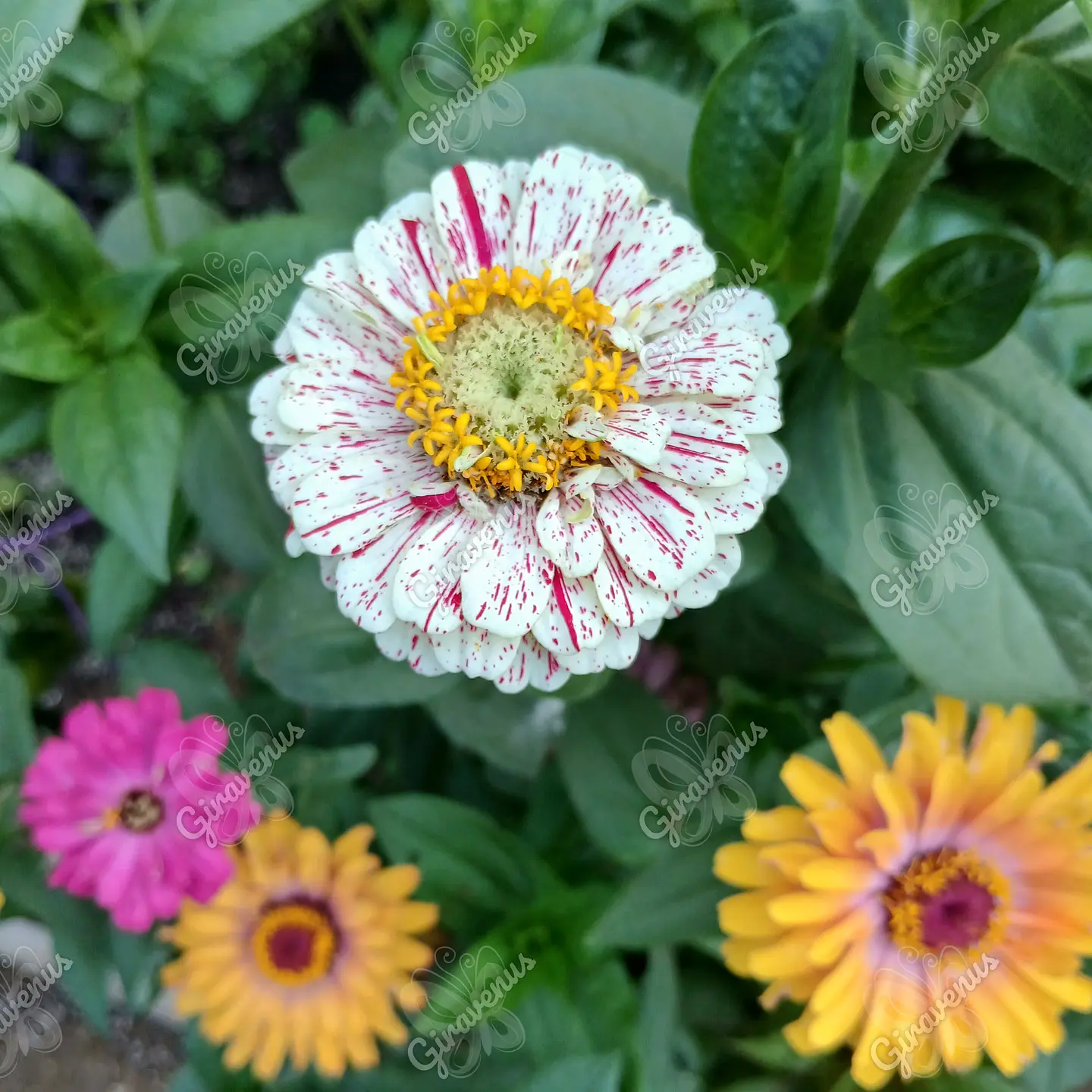 Semillas de Zinnia Colores Variados - Semillas Agroecológicas 2