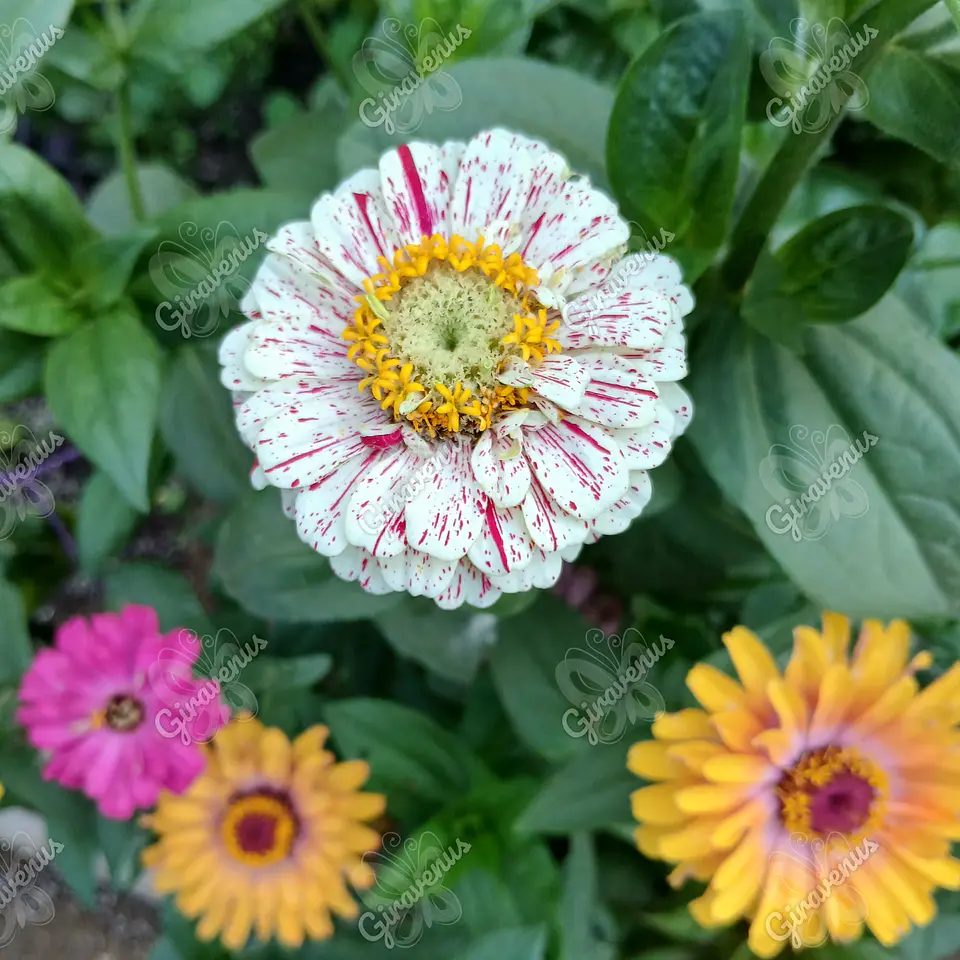Semillas de Zinnia Colores Variados - Semillas Agroecológicas 2