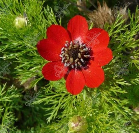 Semillas de Adonis Gota de Sangre - Semillas Agroecológicas