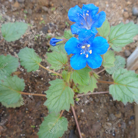 Semillas de Phacelia Campanularia - Semillas Agroecológicas
