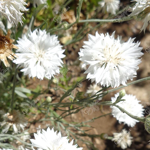 Semillas de Centaurea Blanca - Semillas Agroecológicas