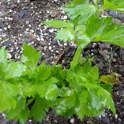 Semillas de Apio Verdura - Semillas Agroecológicas