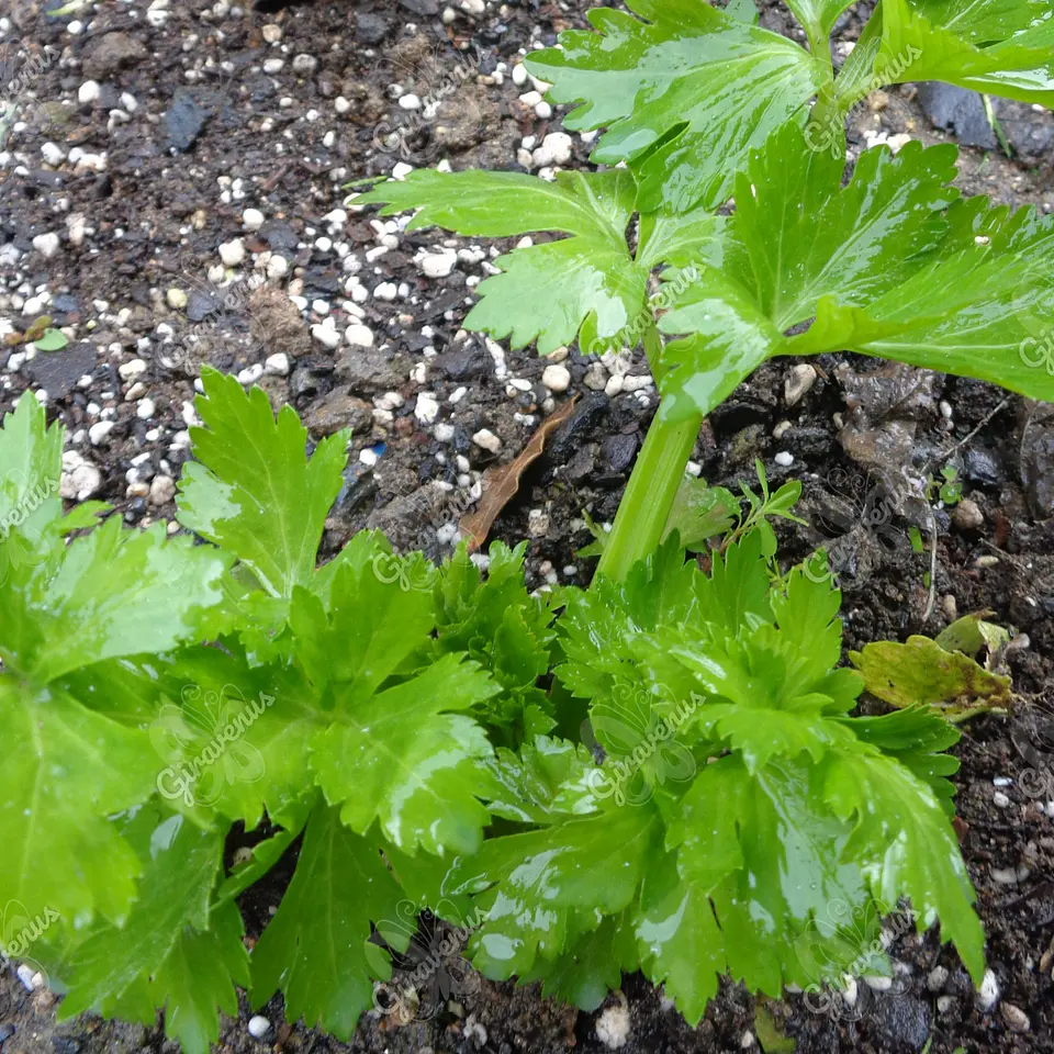 Semillas de Apio Verdura - Semillas Agroecológicas 1