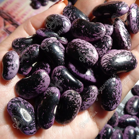 Semillas de Poroto Pallar Morado - Semillas Agroecológicas