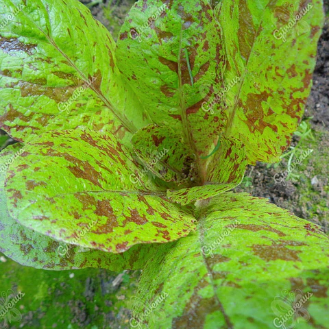 Semillas de Lechuga Pecosa - Semillas Agroecológicas