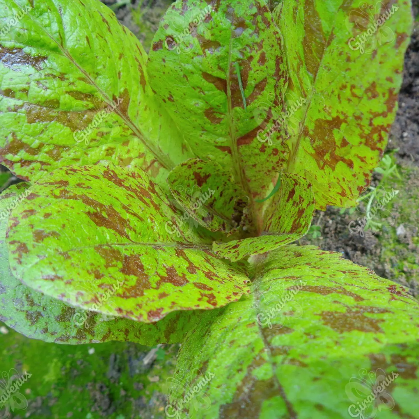 Semillas de Lechuga Pecosa - Semillas Agroecológicas 1