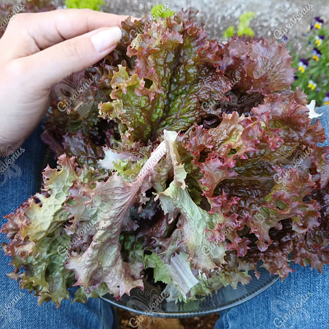 Semillas de Lechuga Lollo Rosa - Semillas Agroecológicas
