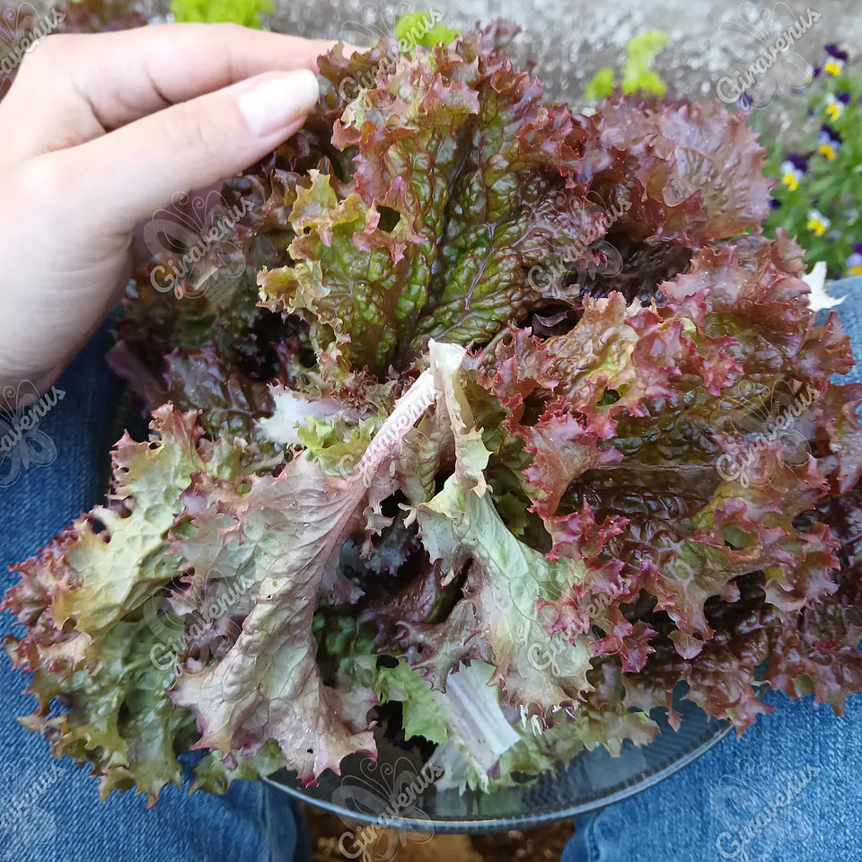 Semillas de Lechuga Lollo Rosa - Semillas Agroecológicas 1