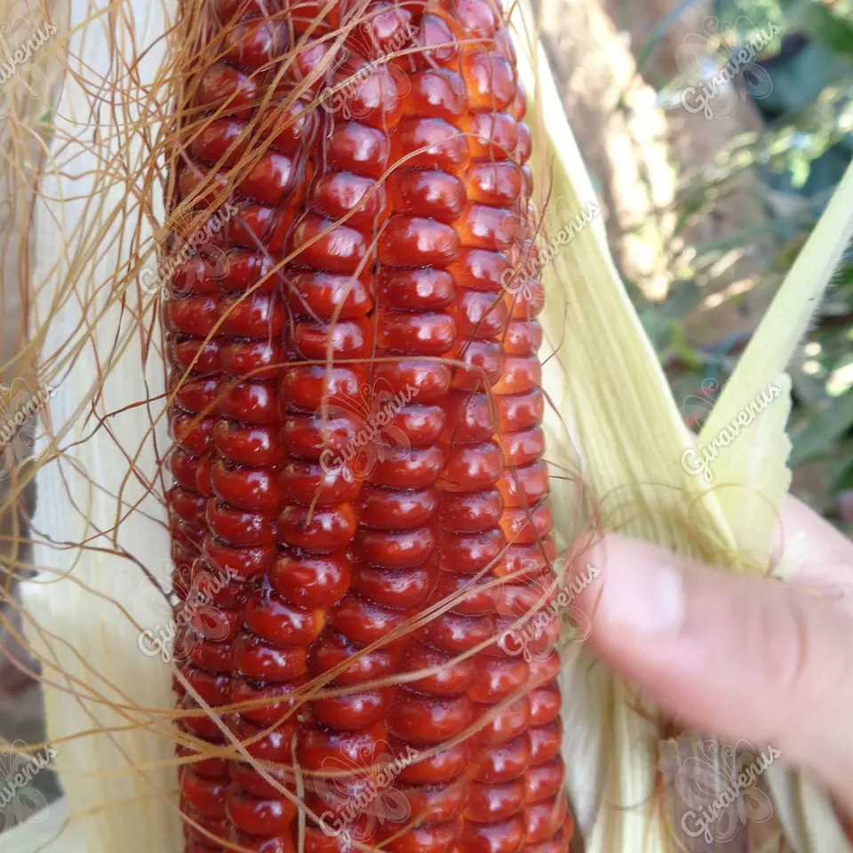 Semillas de Maíz Rojo - Semillas Agroecológicas 2