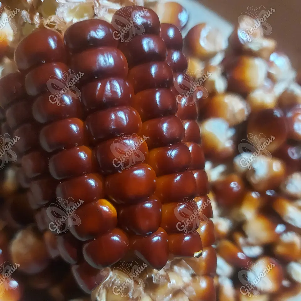 Semillas de Maíz Rojo - Semillas Agroecológicas 3