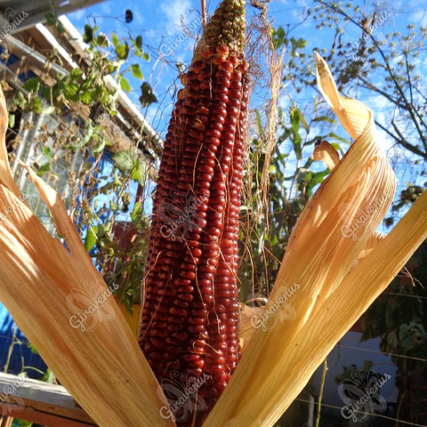 Semillas de Maíz Rojo - Semillas Agroecológicas
