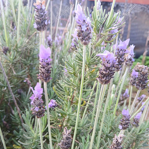 Semillas de Lavanda - Semillas Agroecológicas