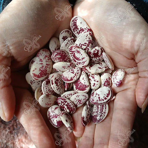 Semillas de Poroto Paspasa - Semillas Agroecológicas