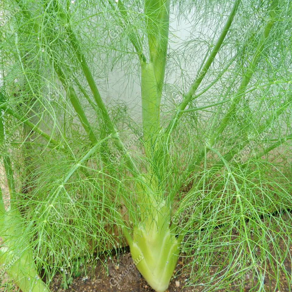 Semillas de Hinojo - Semillas Agroecológicas 1