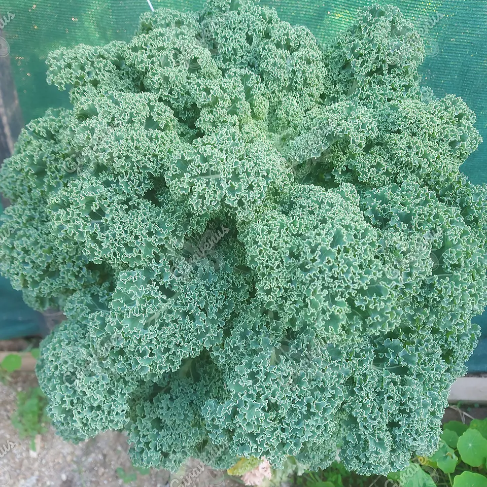 Semillas de Kale Verde Crespo - Semillas Agroecológicas 1