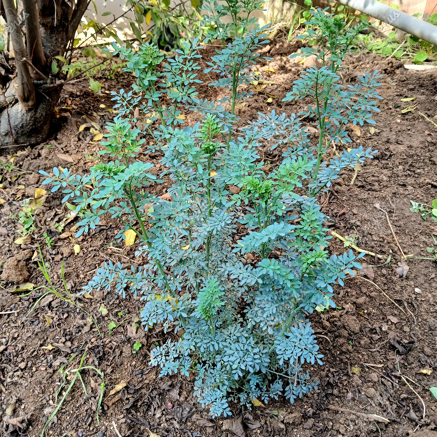 Semillas de Ruda - Semillas Agroecológicas 1