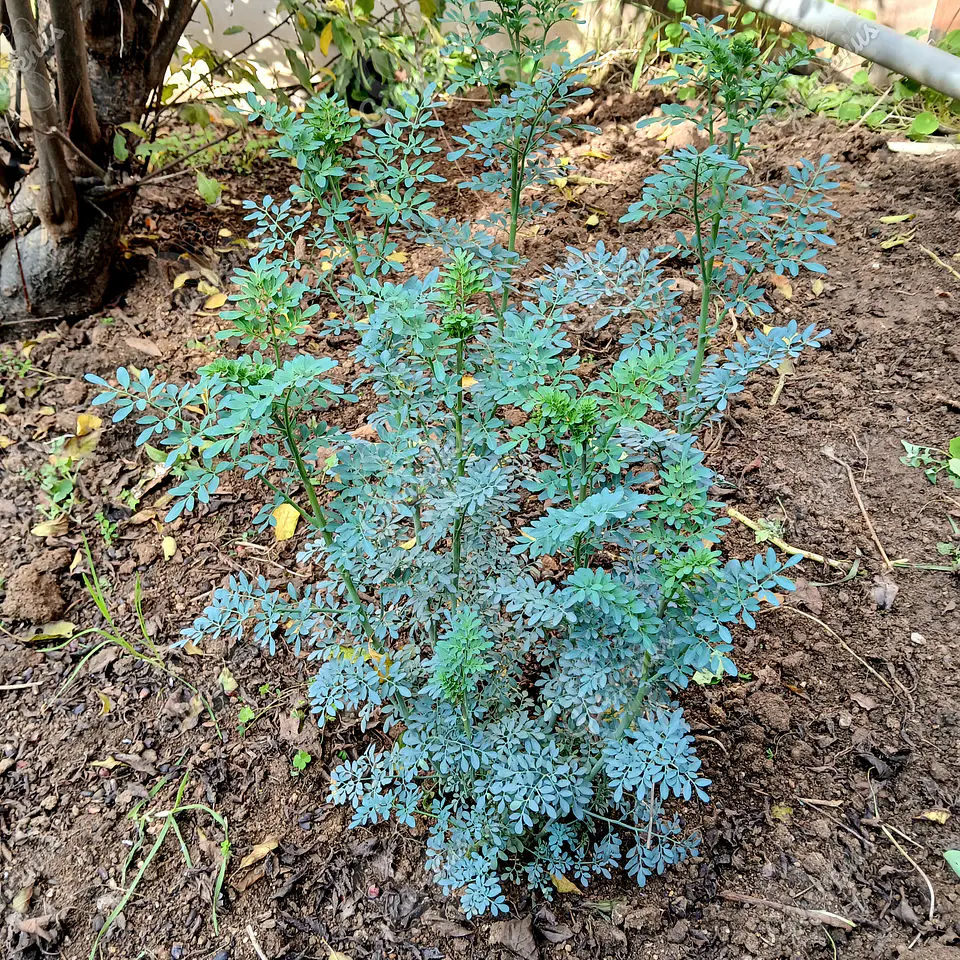 Semillas de Ruda - Semillas Agroecológicas 1