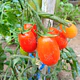 Semillas de Tomates