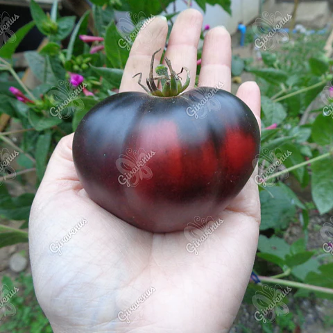 Semillas de Tomate Sgt Pepper's - Semillas Agroecológicas