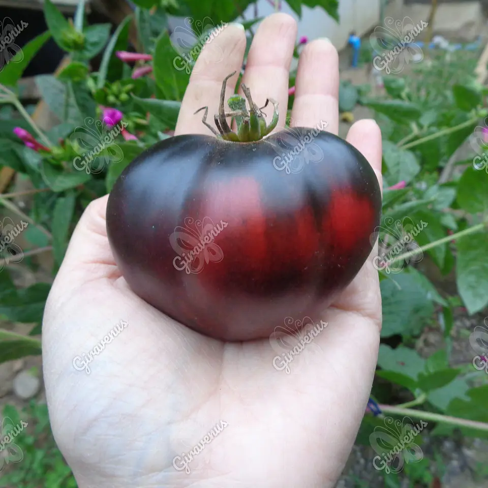 Semillas de Tomate Sgt Pepper's - Semillas Agroecológicas 1