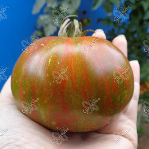 Semillas de Tomate Berkeley Tie Dye Green - Semillas Agroecológicas