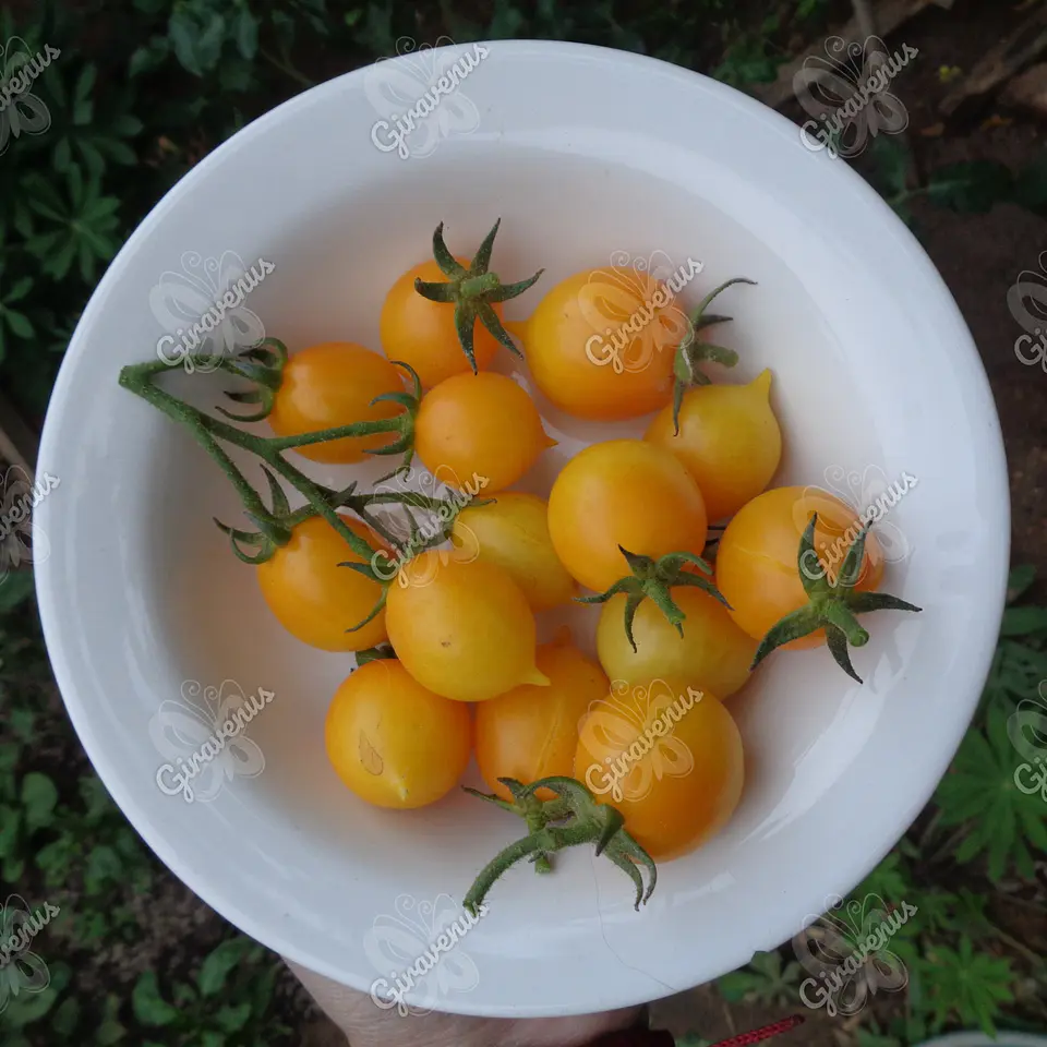 Semillas de Tomate Cherry Amarillo - Semillas Agroecológicas 1