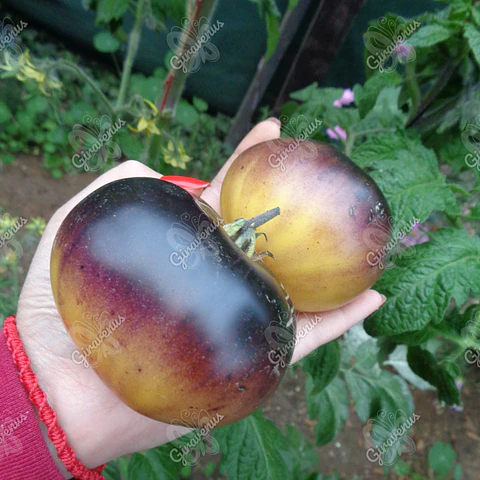 Semillas de Tomate Sart Roloise - Semillas Agroecológicas