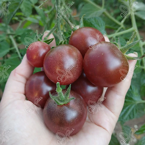 Semillas de Tomate Cherry Purple - Semillas Agroecológicas